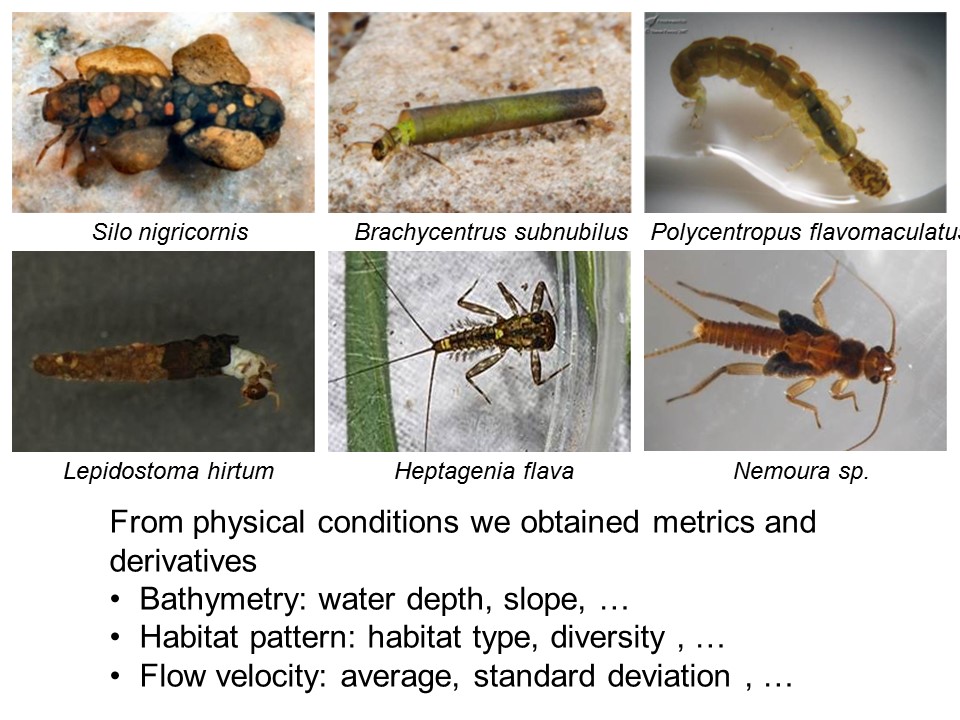 Slide 13 of Biological and physical conditions of macroinvertebrates in reference lowland streams